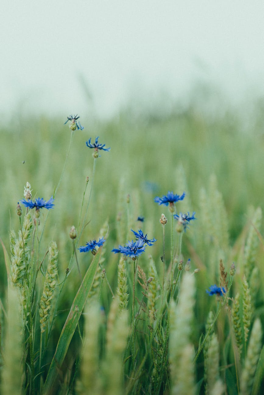 wildflowers in lush belarusian field landscape